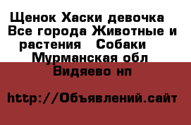 Щенок Хаски девочка - Все города Животные и растения » Собаки   . Мурманская обл.,Видяево нп